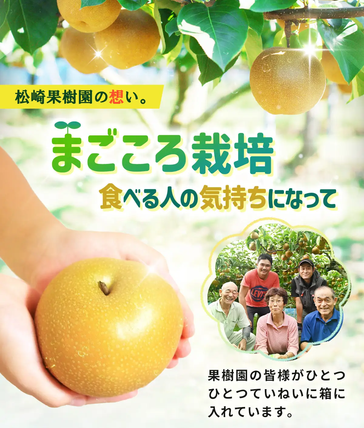 【2026年発送】梨「豊水」約4kg（6～8玉入）【松崎果樹園】 ｜ 梨 