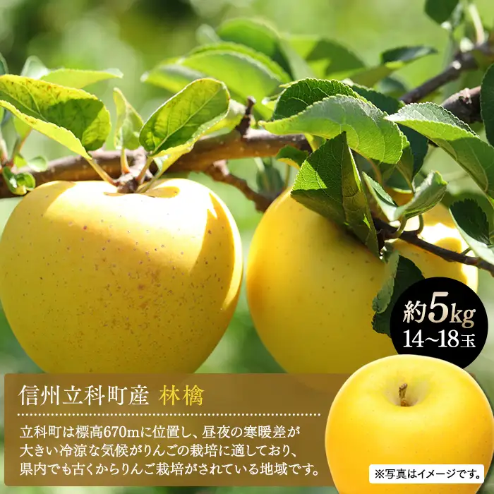 シナノゴールド（約5kg、優14～18玉）