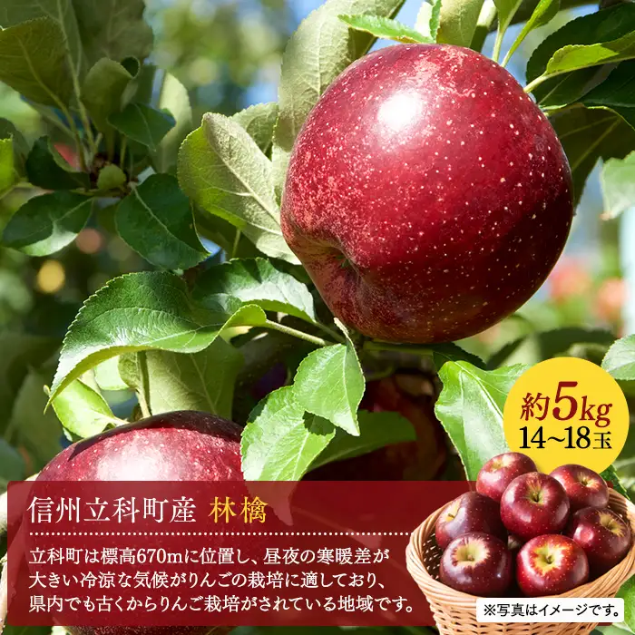 秋映（約5kg、優14～18玉）