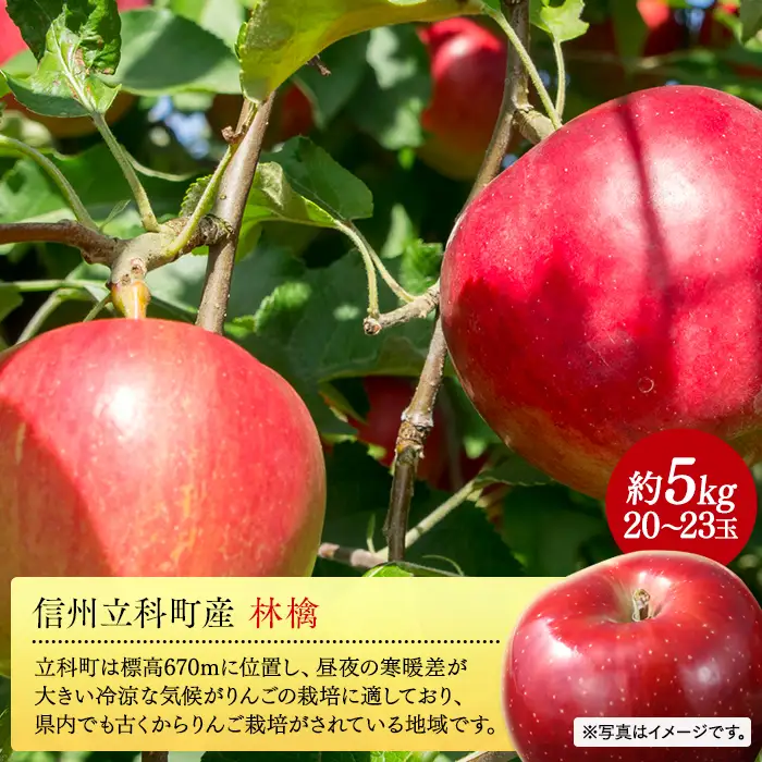 紅玉（約5kg、優20～23玉）