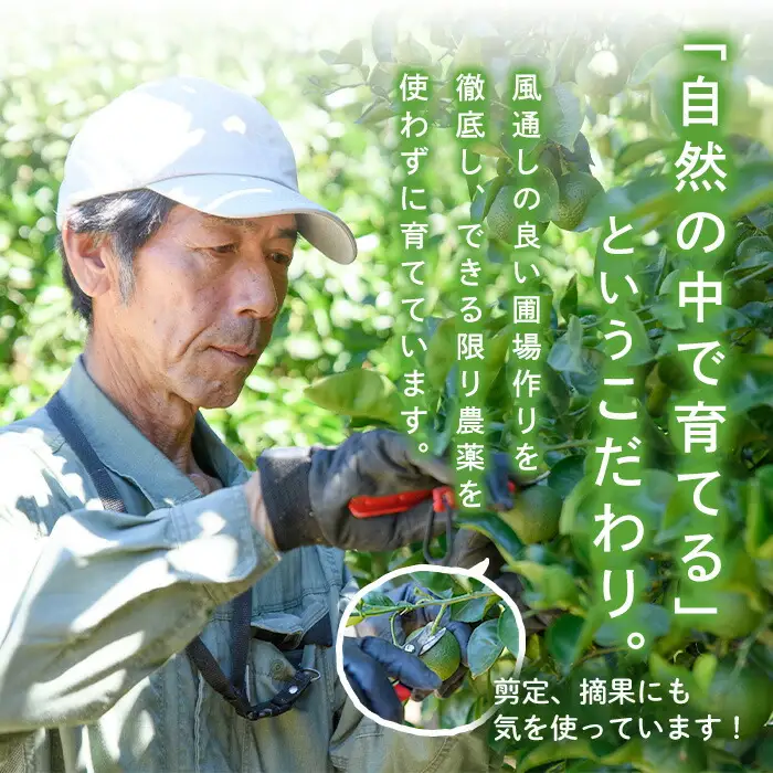 ＜先行予約受付中！2026年8月上旬以降順次発送予定＞かぼす(15kg)柑橘 かんきつ 大分県産直 期間限定【112600300】【ａｎｄＫ】