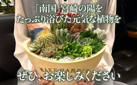 多肉植物の寄せ植え　Lサイズ 人気 インテリア 室内