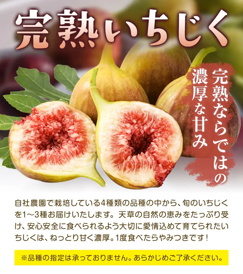 完熟いちじく ミナクルファーム 食べ比べ　フルーツ 果物 くだもの いちじく イチジク 無花果 完熟 《2026年8月中旬-9月末頃出荷》熊本県 苓北町