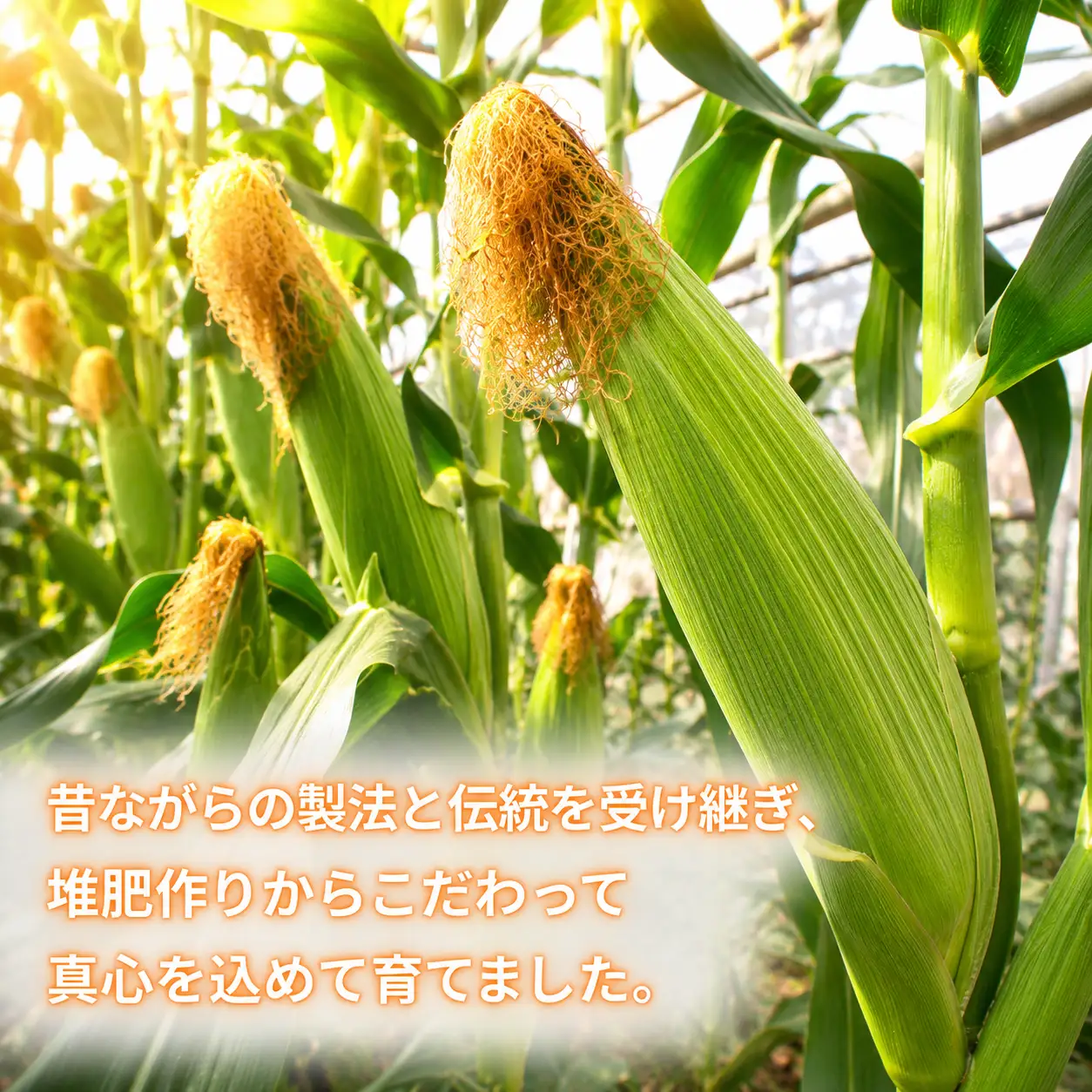 【 朝採れ 当日出荷 】 訳あり スイートコーン 「 おおもの 」 約5kg 甘い 新鮮 皮付き トウモロコシ とうもろこし 特別栽培