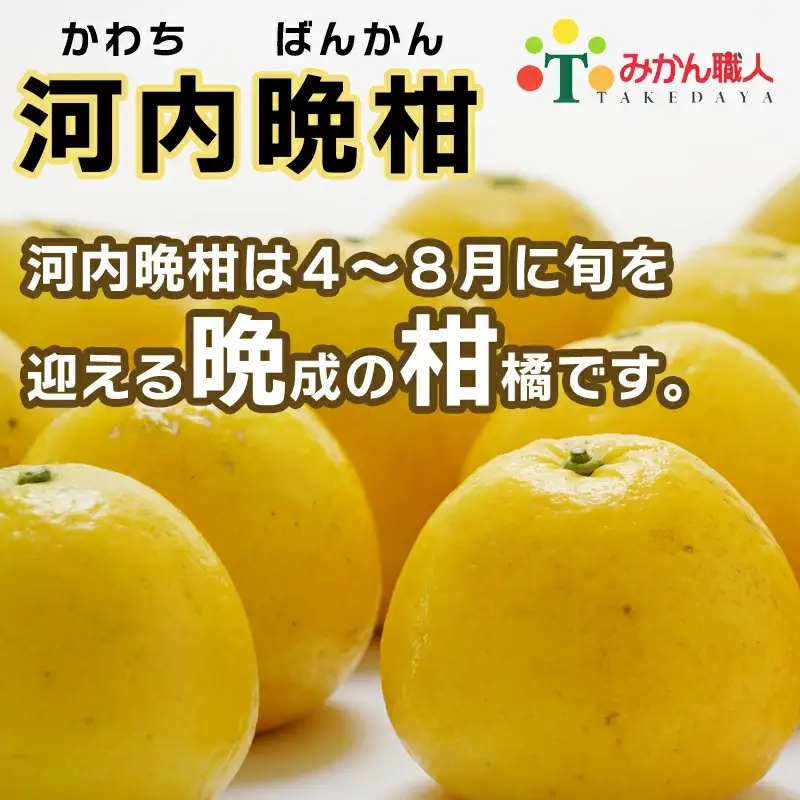 【訳あり】 みかん職人の河内晩柑 大玉 10kg 先行予約 河内晩柑 みかん職人武田屋