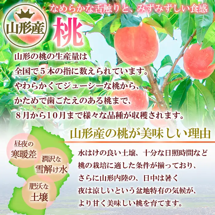 山形の川中島白桃 5kg (10～16玉) [柔らかくなる桃]【令和8年産先行予約】FS24-565 くだもの 果物 フルーツ 山形 山形県 山形市 2026年産