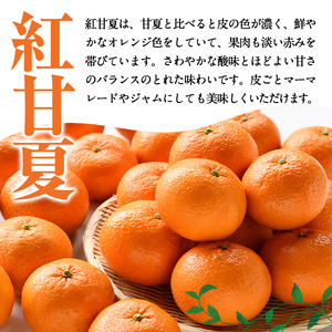 ＜先行予約受付中！2027年1月中旬以降順次発送予定＞紅甘夏(約10kg) 国産 鹿児島県 阿久根市 果実 果物 フルーツ 柑橘 みかん ミカン 期間限定 数量限定【桐野柑橘株式会社】akn070-08
