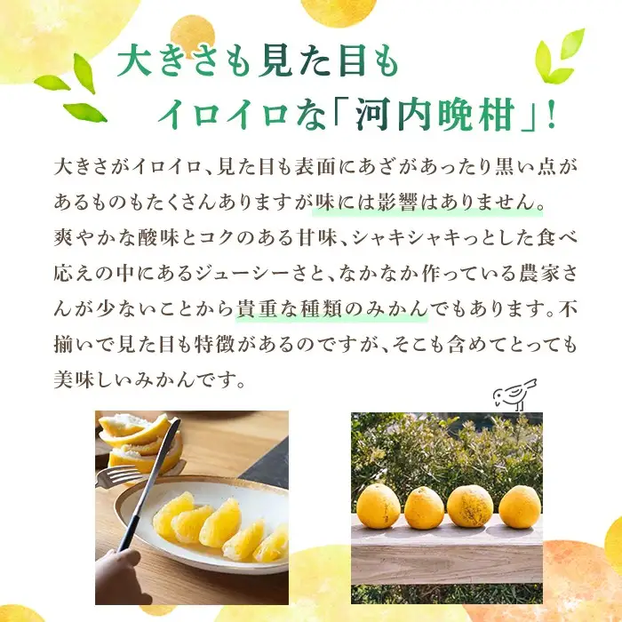 ＜先行予約受付中！2027年3月中旬以降順次発送予定＞訳あり 河内晩柑(S～L・18個・約6kg) 柑橘 フルーツ 果物 国産 みかん 期間限定 数量限定 【株式会社土曜日】akn069-13
