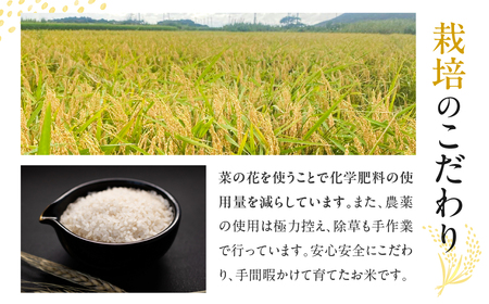渥美半島菜の花米 あきたこまち 5kg お米 白米 玄米対応可 愛知県 渥美半島 田原市 アキタコマチ