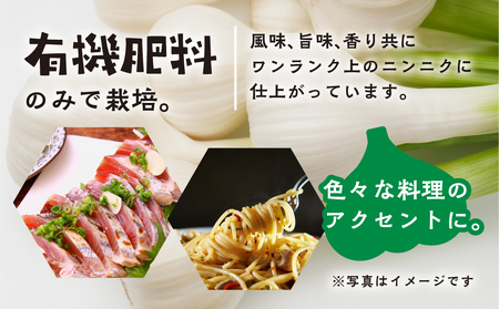 ≪先行予約≫ 訳あり 渥美半島産　ニンニク （生）１ｋｇ 簡易包装 にんにく 国産にんにく 平戸にんにく 愛知県 田原市