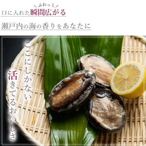 【配送不可地域:北海道・東北・沖縄県・離島】オリーブあわび 約500g(5個入り前後)