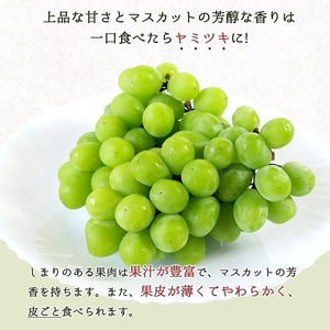 紀州和歌山産シャインマスカット 約2kg ｜ マスカット マスカット マスカット マスカット※離島への配送不可 ※2026年8月中旬頃〜2026年9月上旬頃に順次発送予定