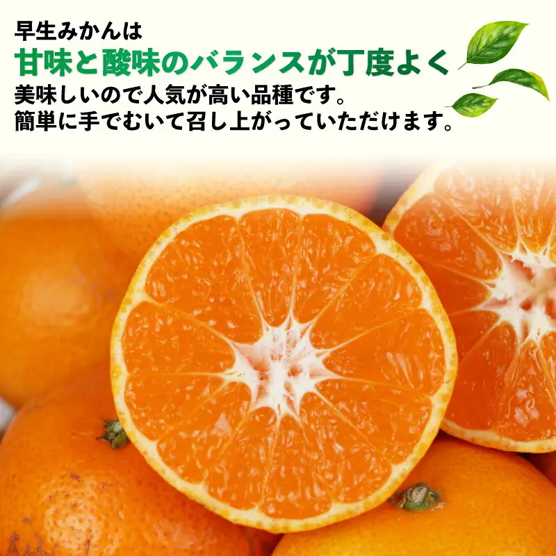 訳あり 早生 みかん 9kg 河野農園 訳あり B010-147003