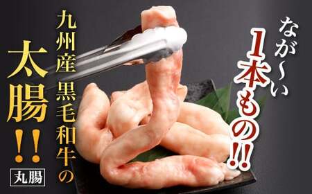 極太 ホルモン 1本 もつ鍋 太腸編 1kg入り 新鮮 ホルモン モツ もつ 牛モツ 牛もつ ぷりぷり 黒毛和牛 丸腸 真空パック もつ鍋 鍋 セット スープ 旨味 あっさり うどん麺 ちゃんぽん麺 国産 九州産 冷凍