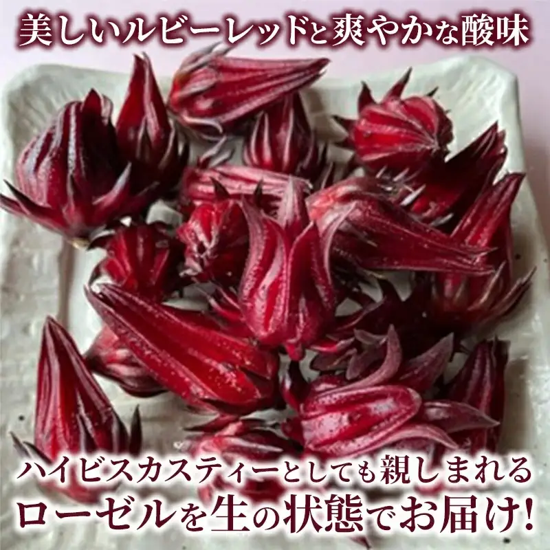 【先行受付】生ローゼル 約１キロ - 2026年11月以降順次発送 ハイビスカスローゼル 1kg フレッシュ ハーブ ビタミン ミネラル クエン酸 アントシアニン ポリフェノール 国産ハーブ 沖縄県産 沖縄県 八重瀬町