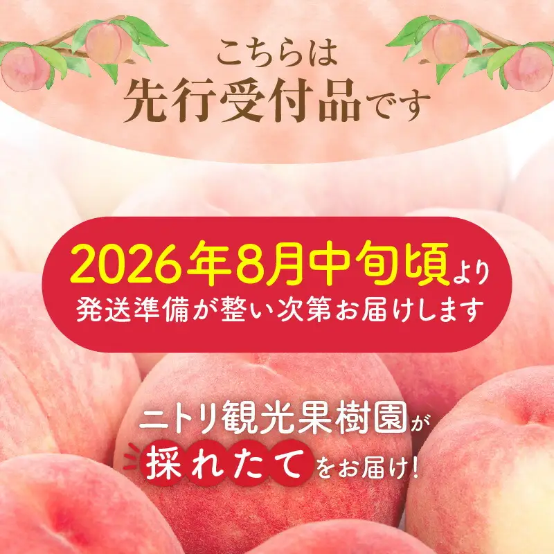 【先行予約：2026年8月中旬以降発送】フルーツ王国余市産「桃」 2kg【ニトリ観光果樹園】_Y074-0145
