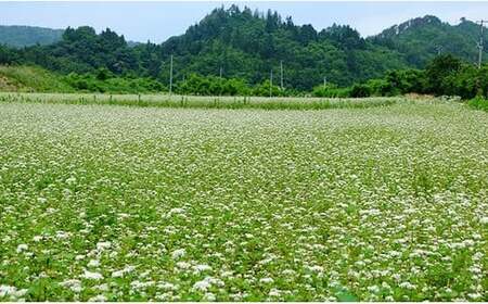 19-A 更科そば 1500g 約7～8人前 加藤そば道場 ※東北・関東のみ