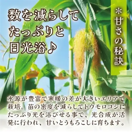 【蔵王の産直で毎日1000本完売】生でも甘い♪行列ができるトウモロコシ『夢みらい』10本_野菜 とうもろこし  トウモロコシ_【配送不可地域：離島】【1500619】