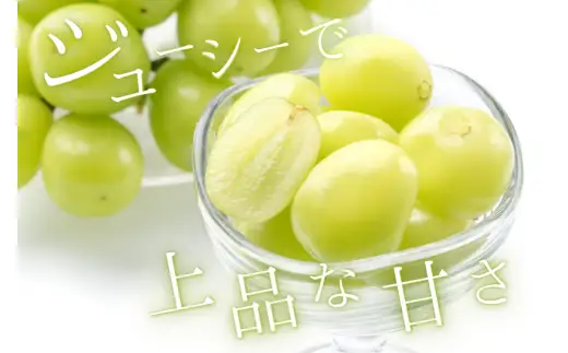 シャインマスカット 約500g / ぶどう ギフト 贈答 旬 フルーツ 果物 和歌山 紀美野町産 9月 ※2026年9月上旬～順次発送【frt512-r-0d5】