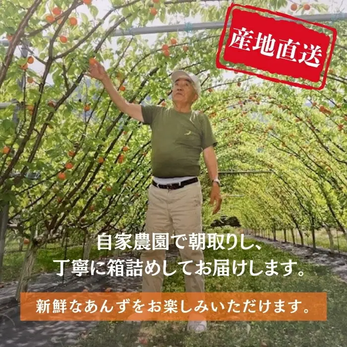 【2027年先行予約】訳あり あんず おまかせ加工用 計約4kg(約500g×8パック) | あんず