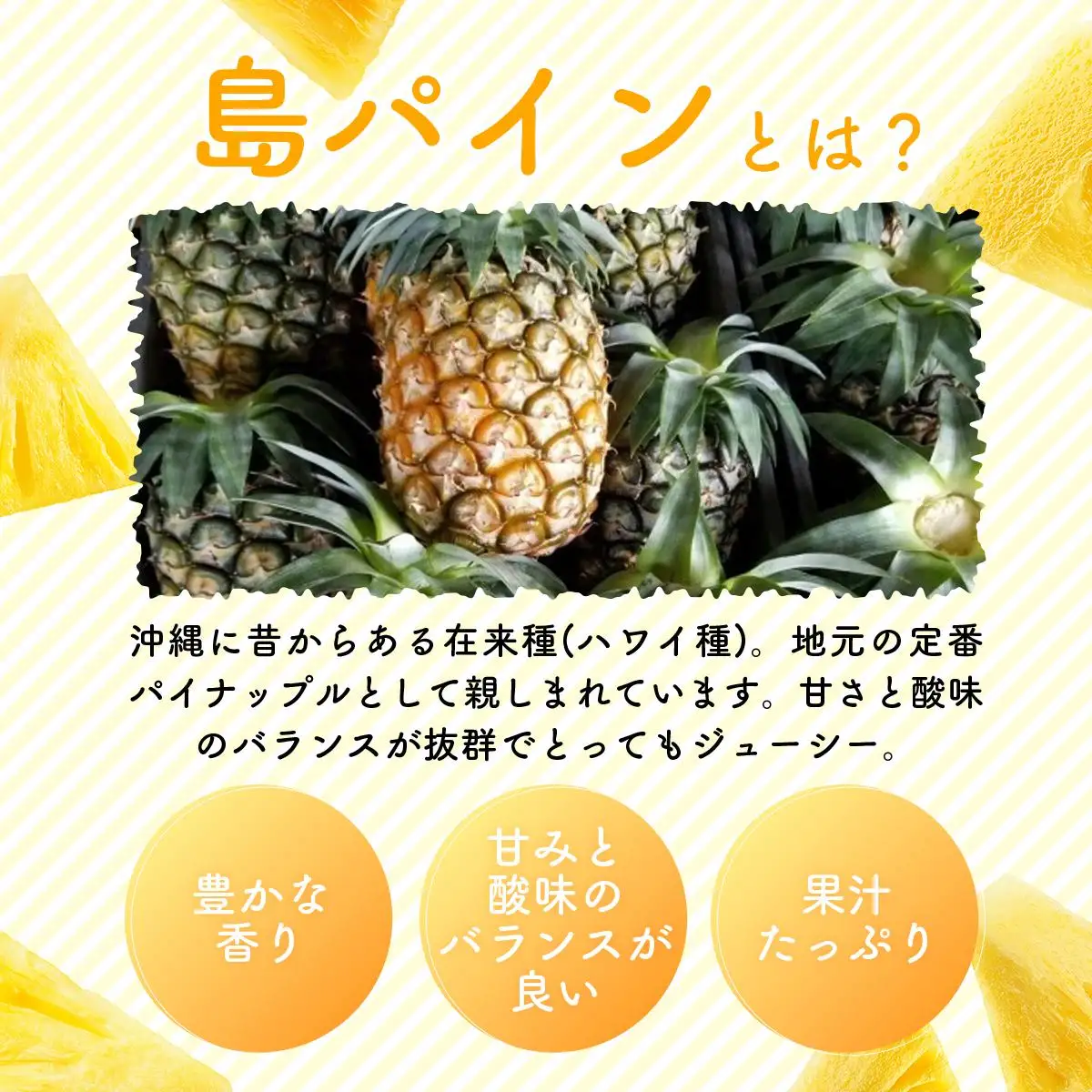 【2027年先行予約】島パイン (ハワイ種) 約3kg