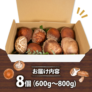 特選しいたけ 8個入り 600g ～ 800g 国産 滋賀県 竜王町 キノコ しいたけ シイタケ