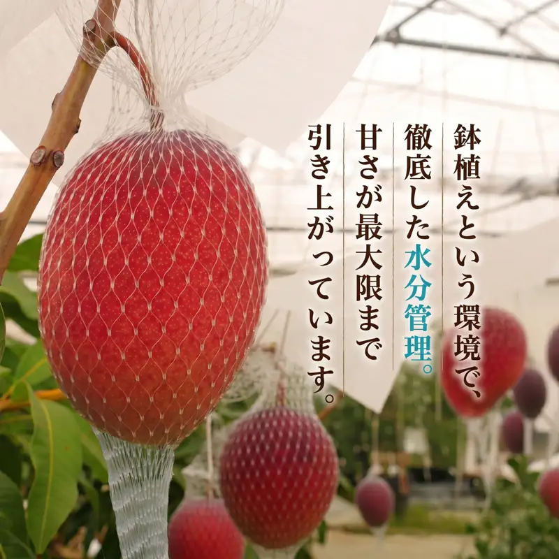 【令和8年発送】湘南マンゴー キーツ （750g以上） フルーツ マンゴー