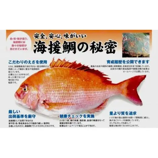 鯛  刺身 まるごと 1匹分 刺身