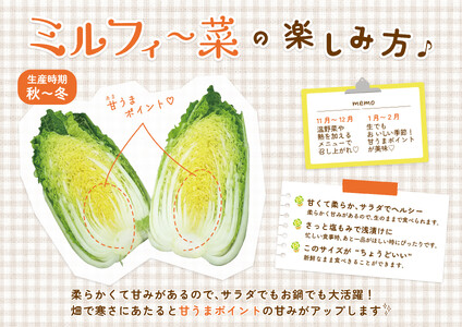 ミニ白菜 6個 ミルフィ～菜 【 白菜 】
