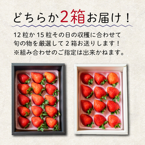 果物 フルーツ いちご よつぼし 大粒 2箱 ギフト 化粧箱 ストロベリー スイーツ 阿波市 徳島県 人気急上昇