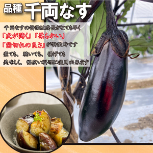 野菜 なす 約 2kg 以上 千両なす 《 先行予約 5月下旬～発送開始》 夏野菜 阿波市産 徳島県
