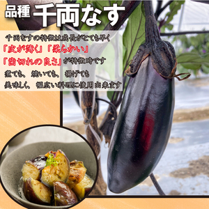 夏野菜 定期便 2回 なす 1kg オクラ 600g セット 《 先行予約 5月下旬～発送開始》 詰め合わせ 千両なす オクラ 野菜 阿波市産 徳島県