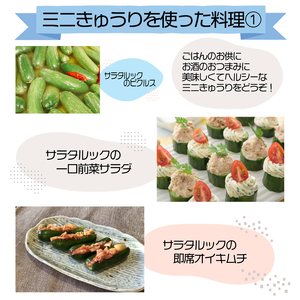 野菜 夏野菜 きゅうり  ミニきゅうり 2.5kg 小分け きゅうり きゅうり