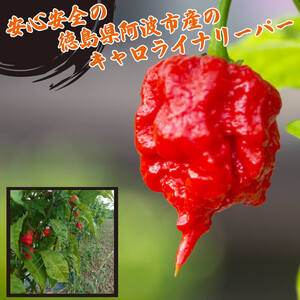 キャロライナリーパーホール 50g 唐辛子 キャロライナリーパー 香味料 冷凍 調味料 スパイス 激辛 徳島県 阿波市