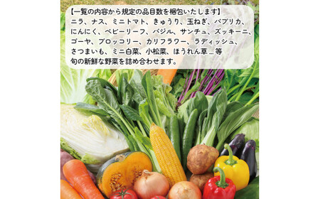 季節の野菜 詰合せセット 5～6品目 野菜 野菜 野菜 野菜 野菜