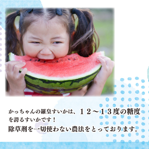 スイカ 羅皇 2玉 西瓜 夏 果物 フルーツ 高糖度 阿波市 徳島県産 フルーツ デザート 夏 プレゼント  先行予約