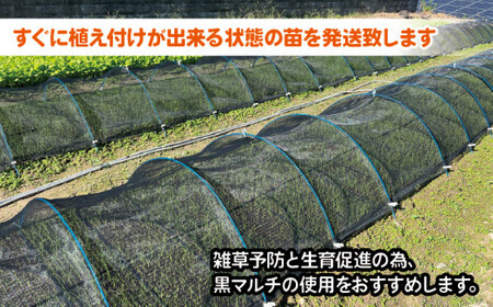 【 数量限定 】 玉ねぎの苗 100本セット 玉葱 たまねぎ 苗 野菜 家庭菜園 植物 植木 苗木 ポット 土 ガーデニング セット 詰め合わせ 花壇 プランター 生産者直送 徳島県 阿波市