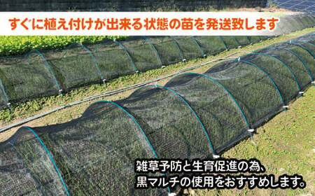 玉ねぎ 苗 約288本 セット 玉葱 たまねぎ 苗 野菜 家庭菜園 栽培 植物 植木 苗木 ポット 土 ガーデニング セット 詰め合わせ 花壇 プランター 生産者直送 徳島県 阿波市