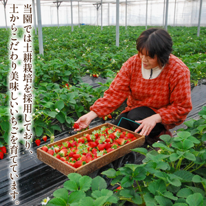 いちご 紅ほっぺ 約270g×4パック 1kg以上 果物 フルーツ 土耕栽培 甘い 徳島県 阿波市 岩本いちご園
