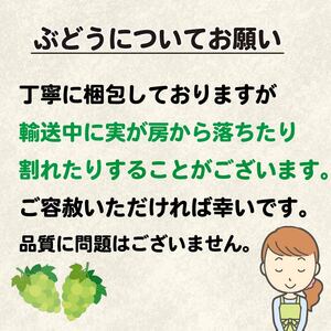 訳あり シャインマスカット 約1.5kg 【 シャインマスカット 】