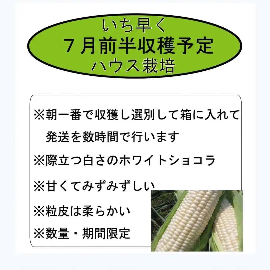 とうもろこし ホワイトとうきび ホワイトショコラ 富良野産【10本 2Lサイズ】