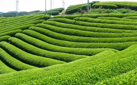 有機宇治煎茶6本入 （オーガニック 無農薬