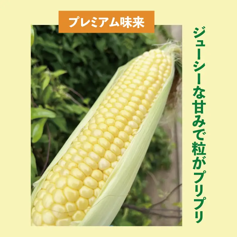 【6月下旬より発送 】数量限定 とうもろこし 12～14本 恵味 ドルチェドリーム プレミアム味来 （GR-4）