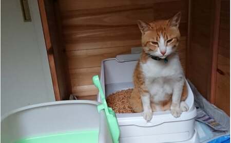 【3か月定期便】森のねこトイ レくずれるタイプ（5L×4袋入り） / ねこ トイレ ネコトイレ 猫 トイレ ペットトイレ 猫砂 システムトイレ用 国産 ヒノキ 檜 紀州ひのき 紀州ヒノキ 抗菌 消臭 防カビ 防虫 CO2削減 エコ エコな砂 【kgk011-tk】