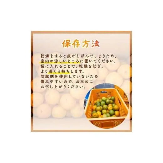 ぽんかん 優品 5kg 早期受付開始 2027年１月中旬
