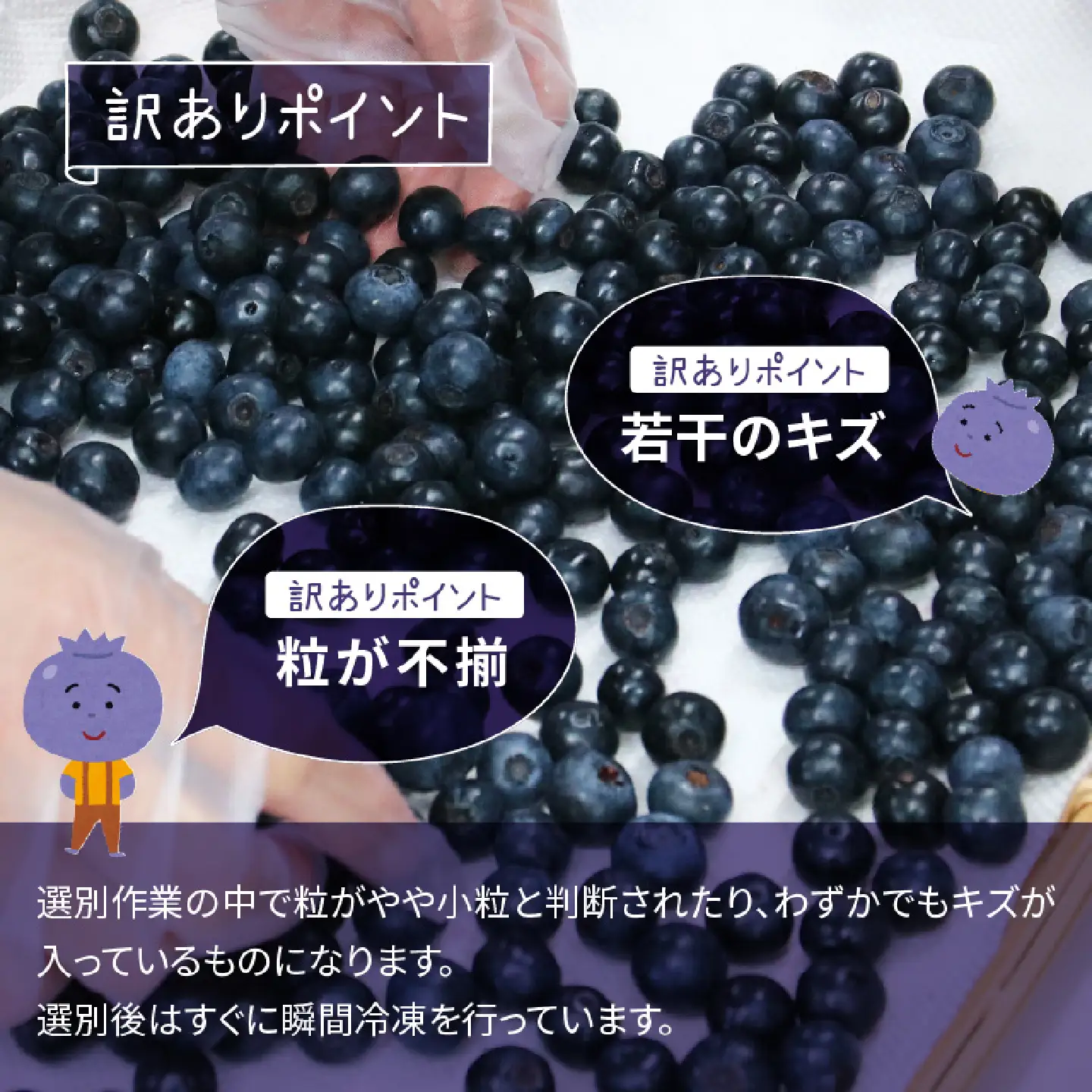 【訳あり】令和8年産〈冷凍〉手摘み有機ブルーベリー500g（500g × 1パック）果物 夏限定