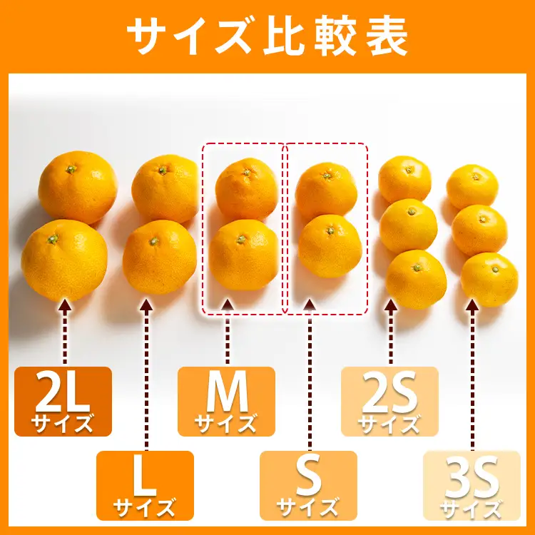 【柑橘】山北みかん 3kg 秀品 柑橘 yk-0080