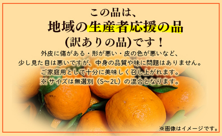 ぽんかん 山北ポンカン 5kg(約30～50個程度) 訳あり【2026年1月中旬から順次配送】 yk-0081