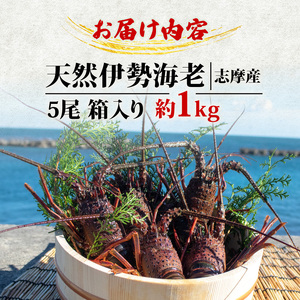 【先行予約】 伊勢海老  伊勢海老 5尾 1kg