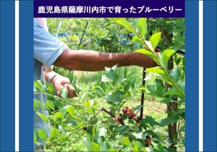 冷凍ブルーベリー 335g ブルーベリー ぶるーべりー フルーツ 果物 果実 産地直送 ZS-528